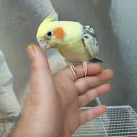 عروس هلندی نر کاملا رام ودستی