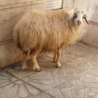 گوسفند‌ چاق‌ کشتاری|حیوانات مزرعه|بروجرد, |دیوار