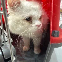 گربه پیدا شده