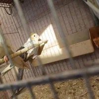 عروس هلندی|پرنده|گرگان, |دیوار