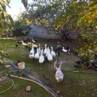 فروش غاز|حیوانات مزرعه|ساری, |دیوار