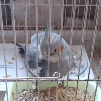 یک عروس هلندی نر به فروش،میرسد