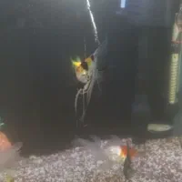 اکواریوم شرکتی همراه با ماهی|ماهی|قم, شاه ابراهیم|دیوار