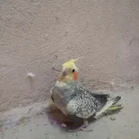 عروس هلندی|پرنده|ابهر, |دیوار