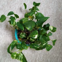 گیاه طبیعی|گل و گیاه طبیعی|بهبهان, |دیوار