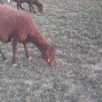 پنج راس میش و شیشک|حیوانات مزرعه|گلپایگان, |دیوار