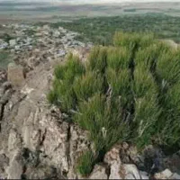 فروش عمده گیاه ریش بز تازه تازه از دل آذربایجان|آرایشی، بهداشتی، درمانی|اهر, |دیوار