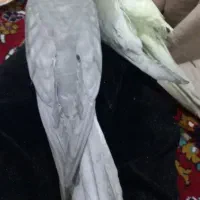 عروس هلندی گمشده