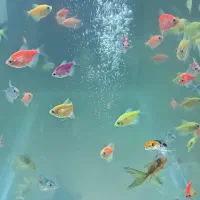 ماهی گیاهخوار