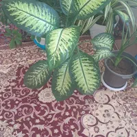 گل دیفن و فیکوس