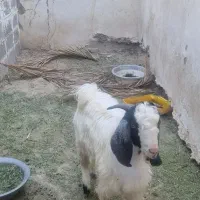 کهره نر|حیوانات مزرعه|علامرودشت, |دیوار