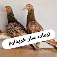 سار سرور|پرنده|چناران, |دیوار