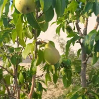 ویلا نقلی۴۰۰متر۶۰متربناسندتک برگ انشعابات دماوند|فروش خانه و ویلا|تهران, تهرانپارس جنوبی|دیوار