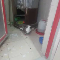 سیدی نرسرخ ۱۵۰۰