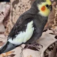 ریکو طوطی عروس گمشده حوالی صدا سیما پادگان دریایی