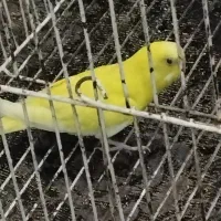 مرغ عشق زرد رنگ ماده