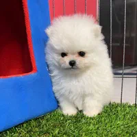 توله سگ پامرانین خرسی ۲