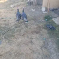 بوقلمون|حیوانات مزرعه|یاسوج, |دیوار