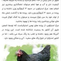 جوجه استرالوپ وزن سنگین|حیوانات مزرعه|شیراز, شهرک فرزانگان|دیوار