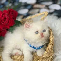 مجموعه گربه های خاص و اصیل (پرشین بریتیش اسکاتیش)|گربه|رشت, گلسار|دیوار