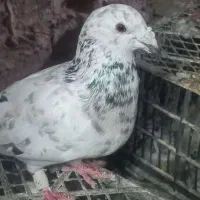 ماده هفترنگ|پرنده|سبزوار, امیر کبیر|دیوار