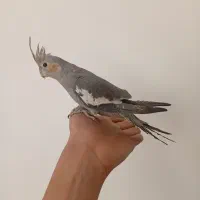 عروس هلندی دستی