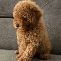 پودل ،پامرانین