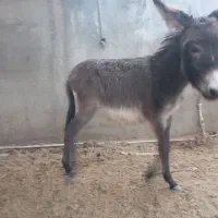 فروش کره خر( الاغ )|حیوانات مزرعه|زید آباد, |دیوار