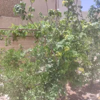 رهن-و-اجاره-190-متری-3خواب-ویودار-مشتاق-دوم
