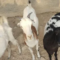 بز و بره های چاق گوشتی|حیوانات مزرعه|بندرعباس, |دیوار