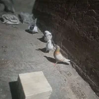 چهار تا کفتر درجه یک