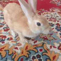 خرگوش