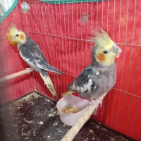 عروس هلندی