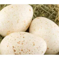 تخم نطفه دار بوقلمون و مرغ شاخدار