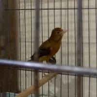 ماده قناری آماده برا سهره و ‌قناری