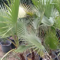 گیاهان زینتی|گل و گیاه طبیعی|کلاچای, |دیوار