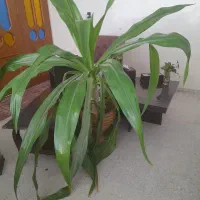 گل اشک ملکه