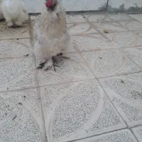 خروس ابریشمی اصل