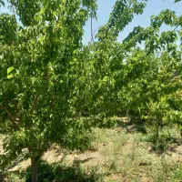 باغ-دیوارکشی-500متری-امین-اباد