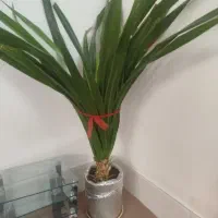 گل پانداس