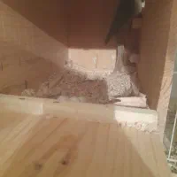 گرینچیک مولد|پرنده|تربت‌حیدریه, باغ سلطانی|دیوار