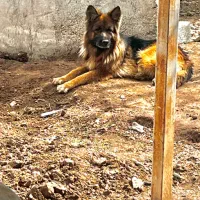 ژرمن شپرد/شولاین/نر/مو بلند