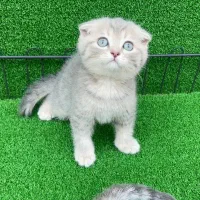 اسکاتیش بلک گلد و بلو گلد|گربه|شاهرود, |دیوار