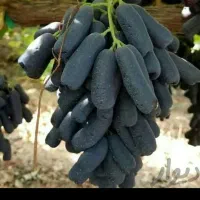 کشت بافت و اصلاح شده|خدمات باغبانی و درختکاری|سیرجان, |دیوار