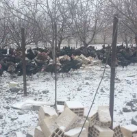 بوقلمون نر طبیعی