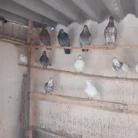 کبوتر پرشی|پرنده|فشاپویه, |دیوار