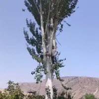 خرید فروش انواع چوب ودرخت