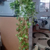 گلهای آپارتمانی زیبازیر قیمت