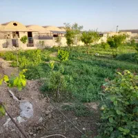 دامداری-صنعتی