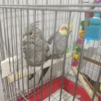 یک جفت عروس هلندی|پرنده|تهران, شهید رجایی|دیوار